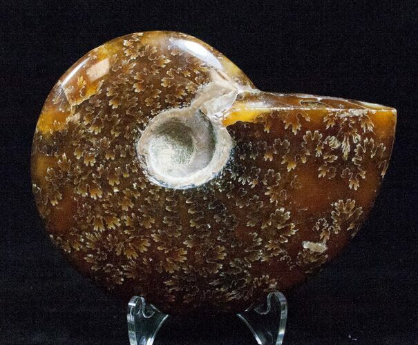 Cleoniceras Ammonite Fossil - Madagascar #16531